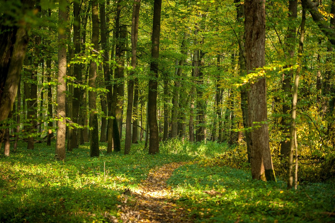 Természettudomány 6.